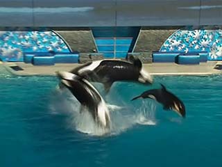  San Diego:  California:  United States:  
 
 SeaWorld